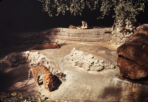Tigers, Unknown Zoo